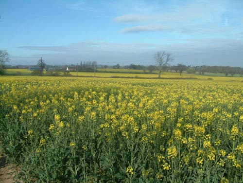 Biofuel will help reduce greenhouse gas emissions Biofuel will help reduce greenhouse gas emissions