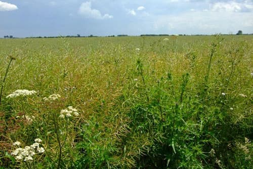 Biomass will help reduce greenhouse gas emissions Biomass will help reduce greenhouse gas emissions