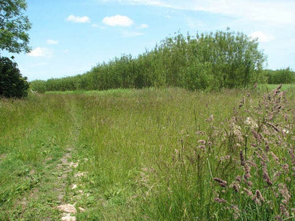 There are several sources of biomass There are several sources of biomass