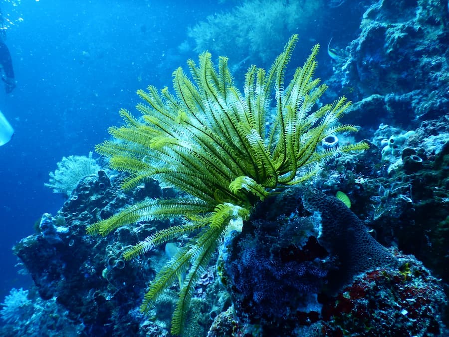Coral Reef Coral Reef