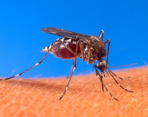 Dengue fever is mainly transmitted by the Aedes mosquitoes, particularly A. aegypti Dengue fever is mainly transmitted by the Aedes mosquitoes, particularly A. aegypti