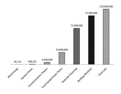 What Is Really Killing Birds?