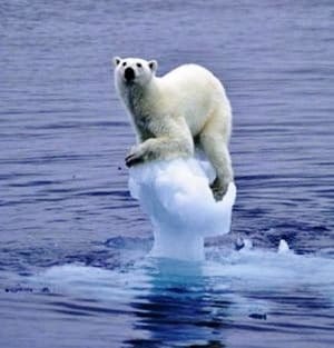 Polar Bear on Melting Ice Polar Bear on Melting Ice