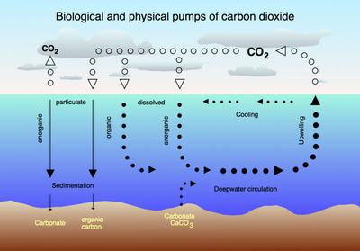 Natural Carbon Sink