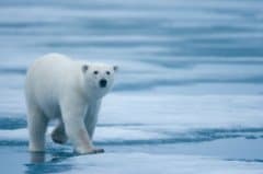 Polar Bear Polar Bear