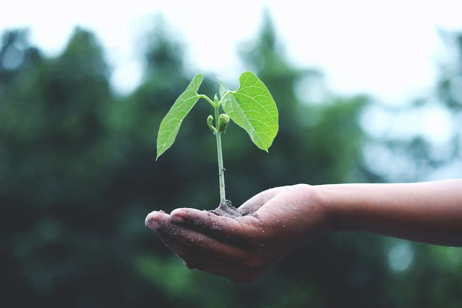 Reforestation Efforts Reforestation Efforts