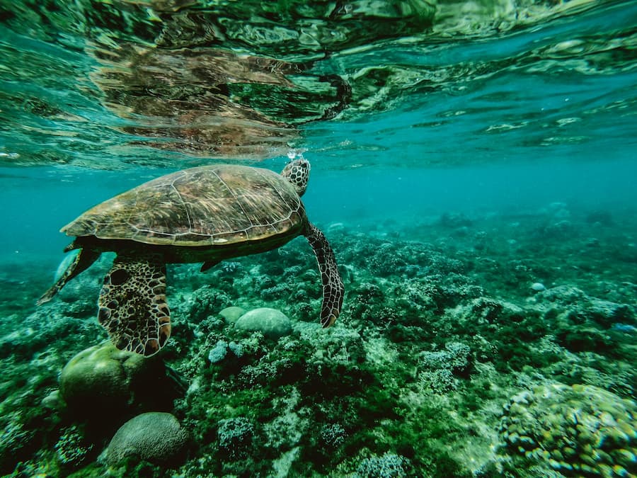 Turtle With Coral Turtle With Coral